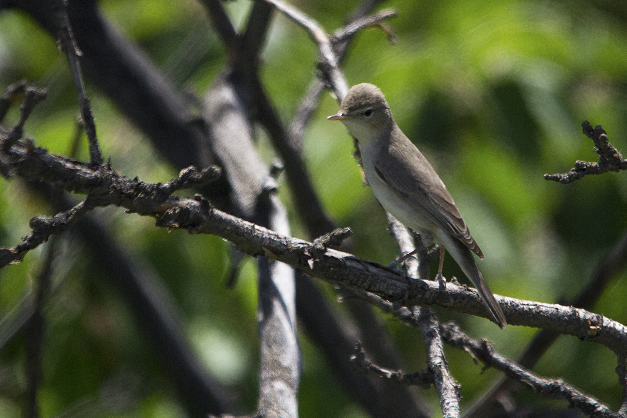 Eastern Olivaceous Warbler